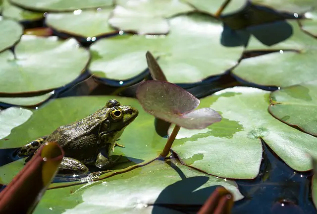 Get Rid of Frogs in A Fish Pond