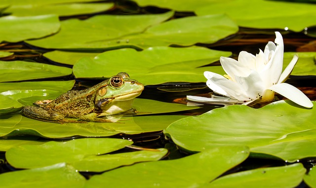 Frogs Do Eat Mosquitoes