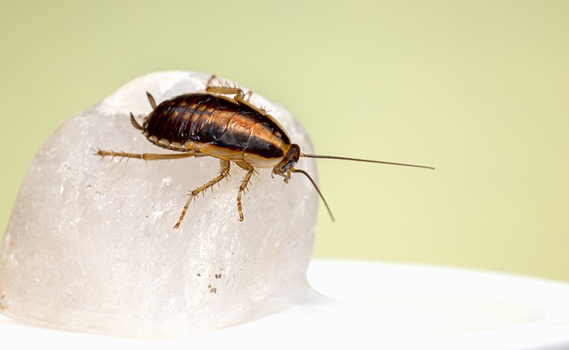 Get Rid of Bugs That Eat Your Clothes in Closet 
