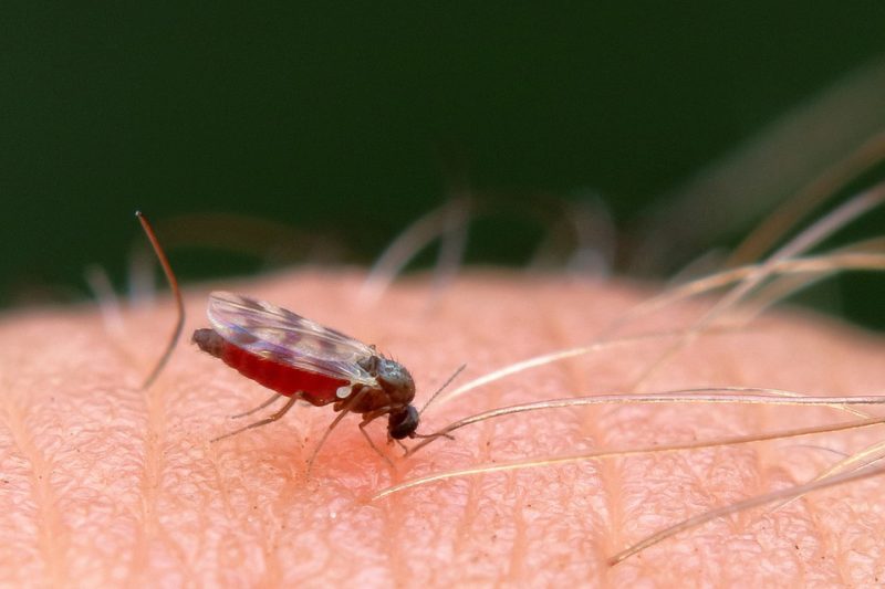 Gnat Bombs and Foggers How to Kill Gnats with Foggers