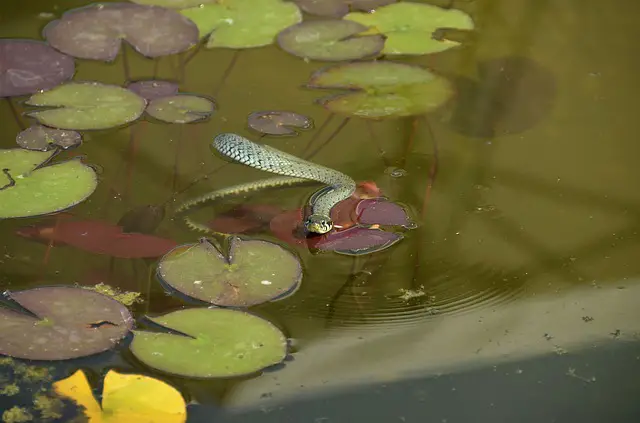 Get Rid of Snakes from a Pond