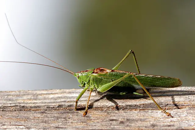 Get Rid of Grasshoppers in garden