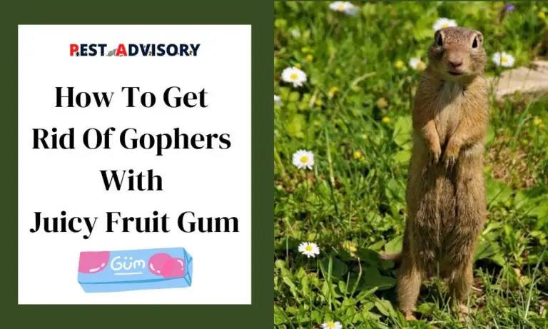 get rid of gopher with juicy fruit gum