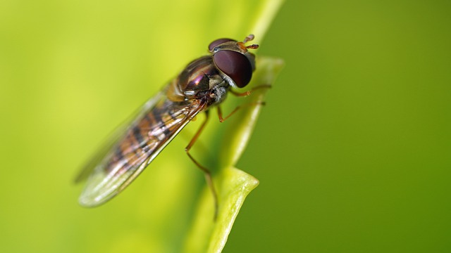 tiny flying bugs attracted to light