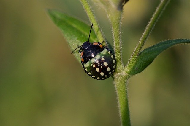 Get Rid of Bed Bugs in Your Couch