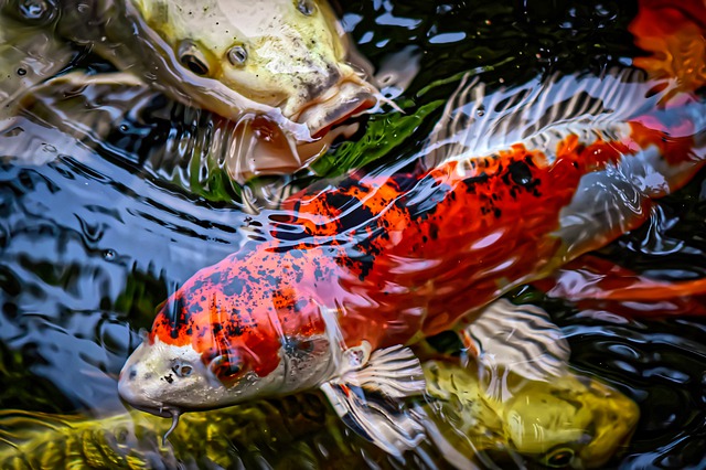 What Eats Mosquito Larvae? 