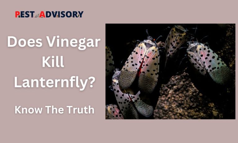 does vinegar kill lanternfly