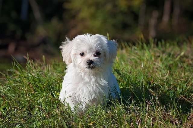 sand fleas on dogs