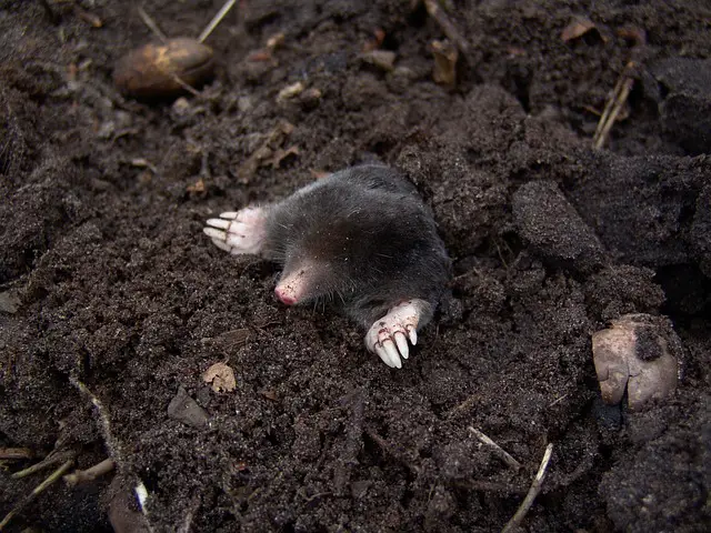 Killing Moles with Marshmallows