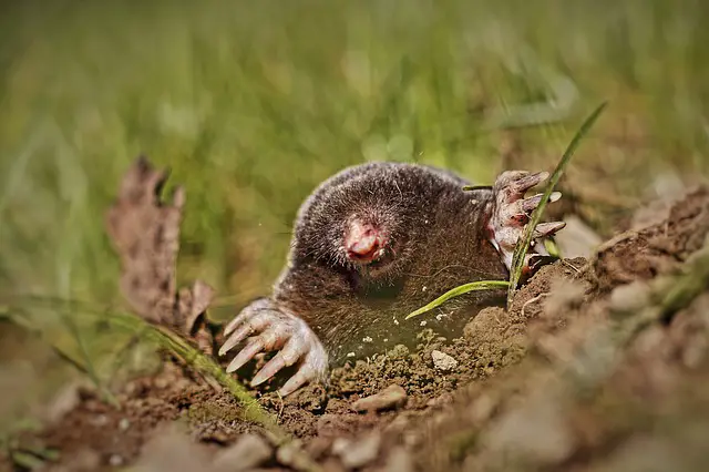 how to use propane to kill gophers and moles