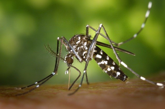 how do you lure mosquitos away?