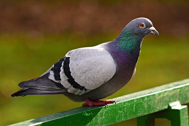 Pigeons on My Roof