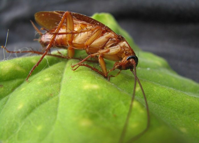 remove cockroach from fridge