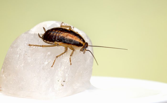 roaches for bed bugs