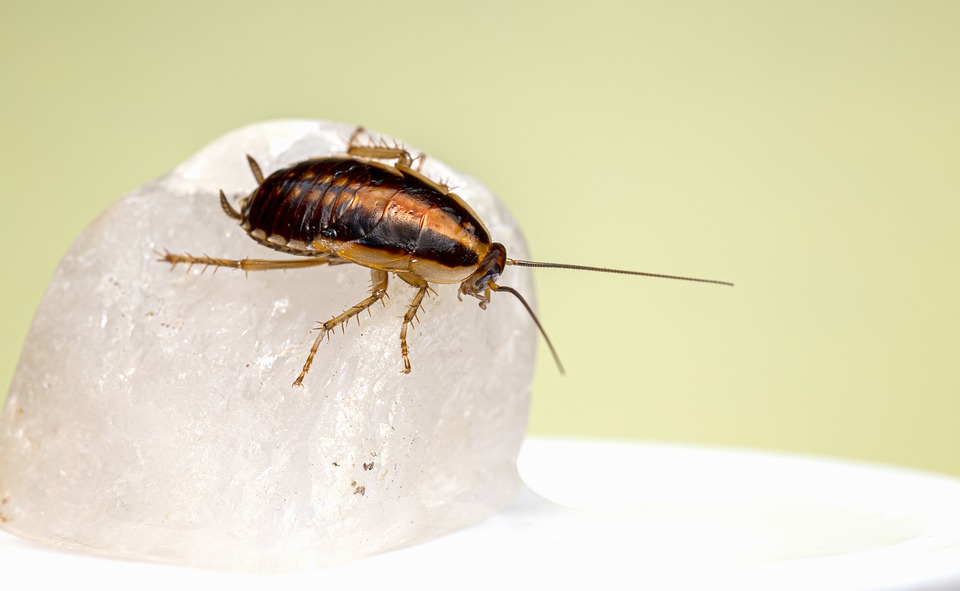 Do Roaches Eat Bed Bugs? Difference Between Roaches & Bed Bugs