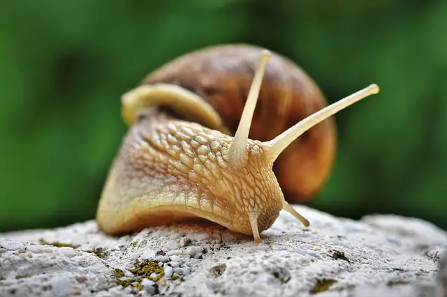 how to get rid of snails climbing up wall
