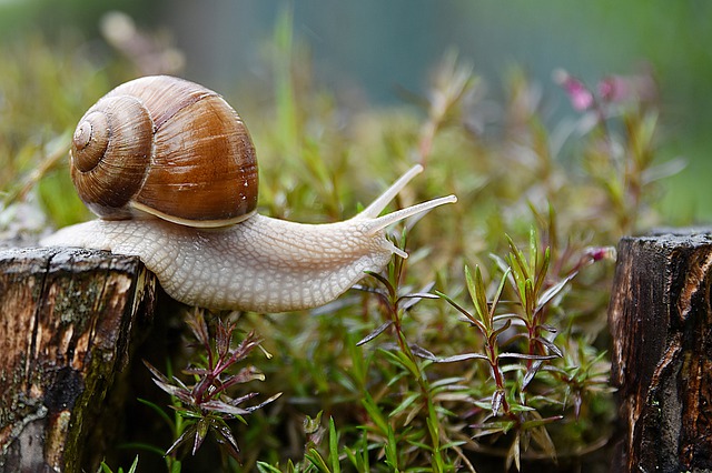 why do snails climb up wall of house