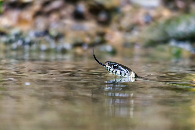 Get Rid of Snakes from a Pond