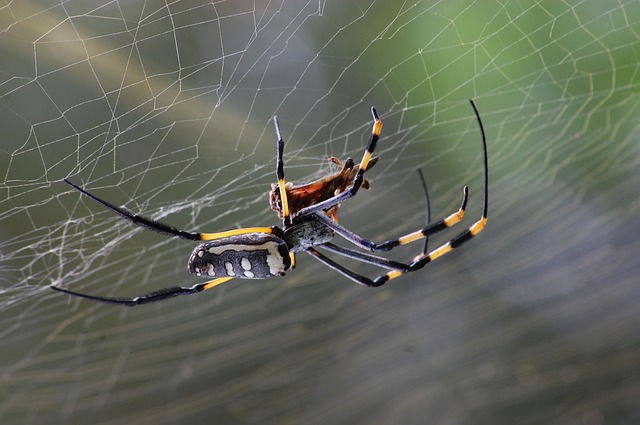 what attracts spiders towards mosquitoes