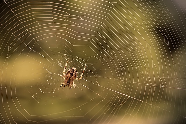 Stop Spiders from Building Webs