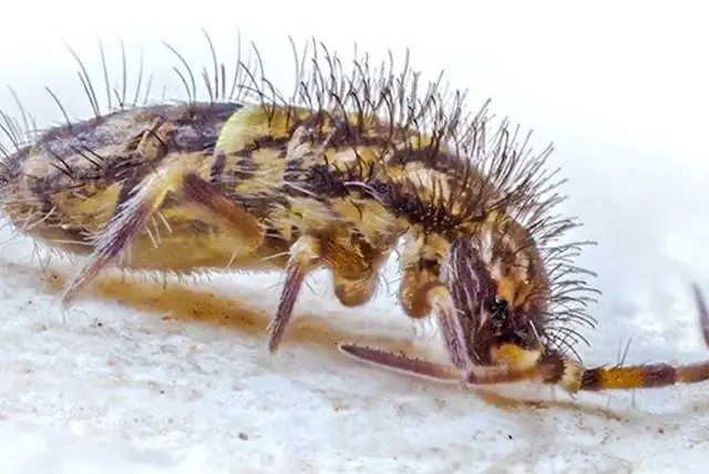 What causes springtails at home