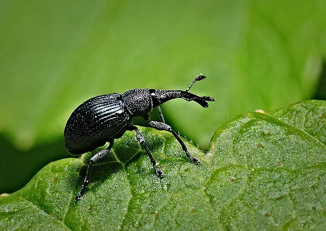 Black Beetles In Your Bathroom

