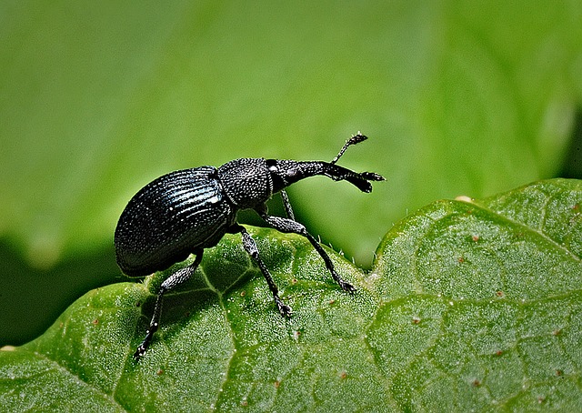 Black Beetles In Your Bathroom
