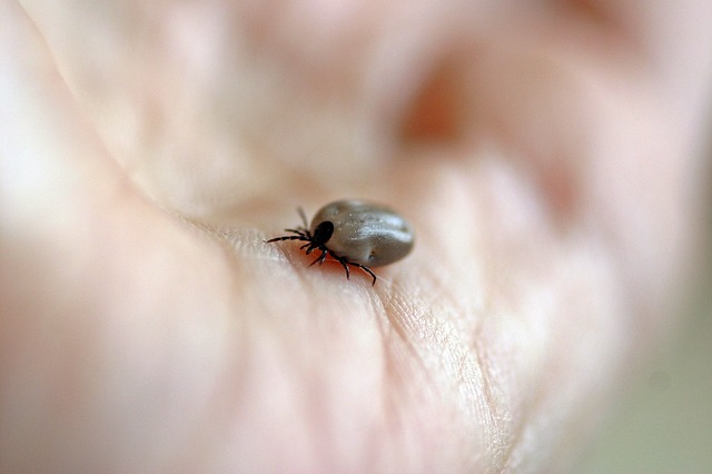 White bugs that look like lint