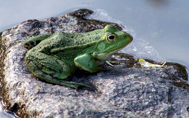 Get Rid of Frogs in A Fish Pond