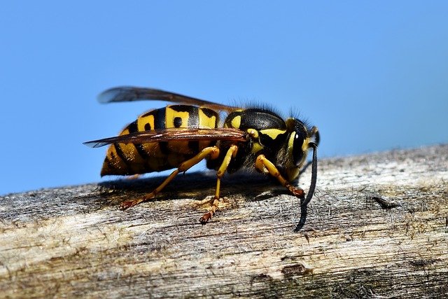 phobia of wasps, Spheksophobia.