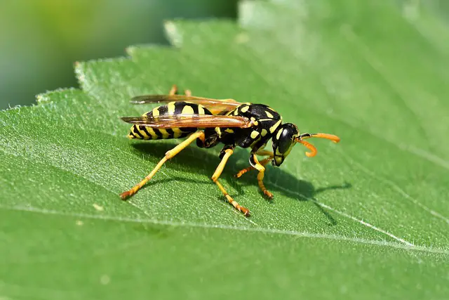 temperature wasps stop flying