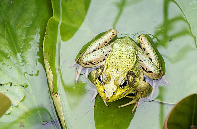 Do frogs eat mosquitoes?
