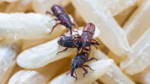 How to Get Rid of Rice Weevils in the House | Eliminate Rice Weevils Fully