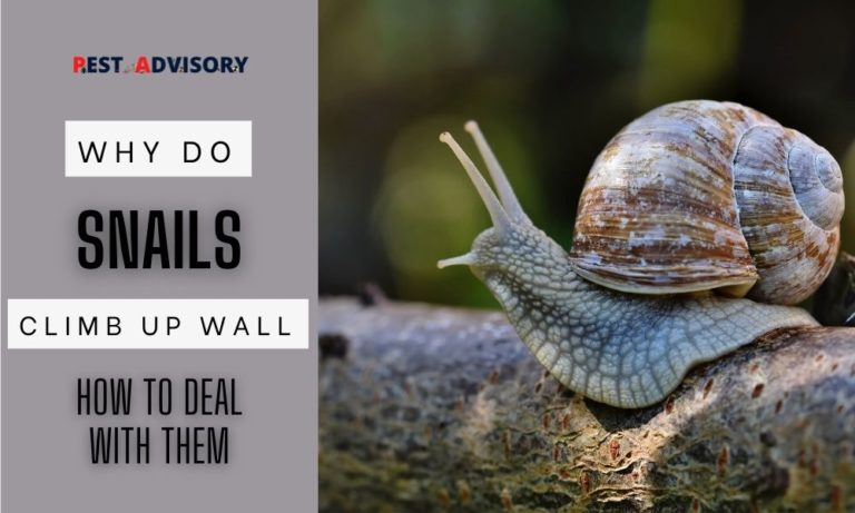 why do snails climb up wall of my house