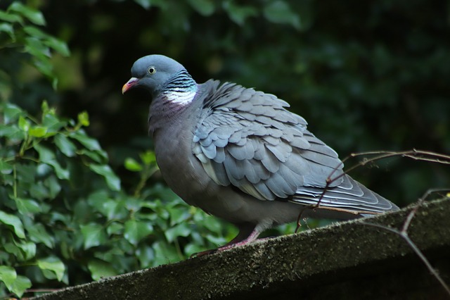 Get Rid of Pigeons on My Roof