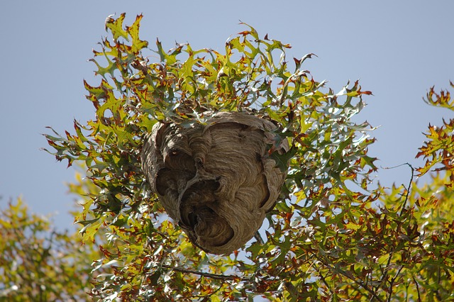 how to find yellowjacket nests