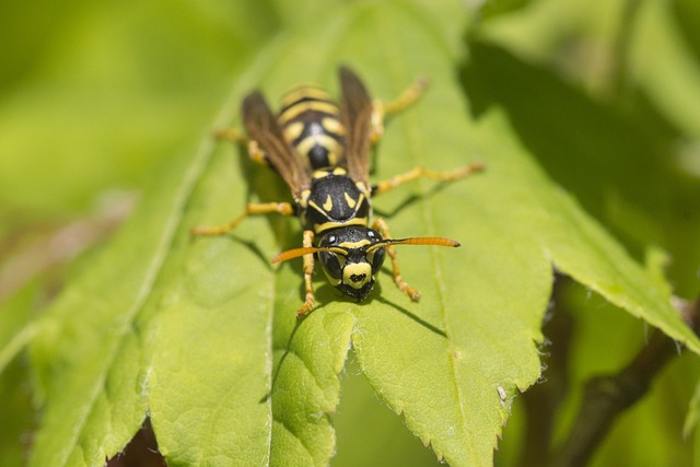 Yellowjacket Nests Near Your House