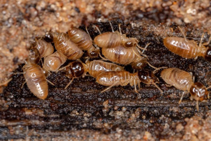 Bugs That Look Like Termites But Aren’t