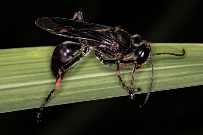 how does soapy water kill wasps