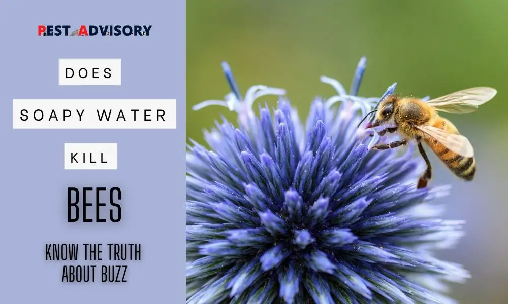 does soapy water kill bees