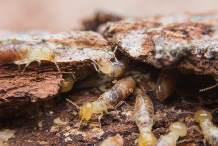 termites in the walls