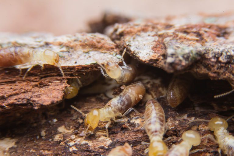 termites in the walls