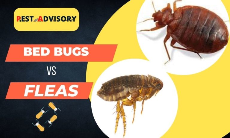 difference between bed bugs vs fleas