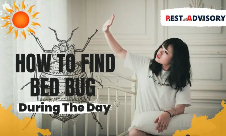 how to find bed bugs during the day