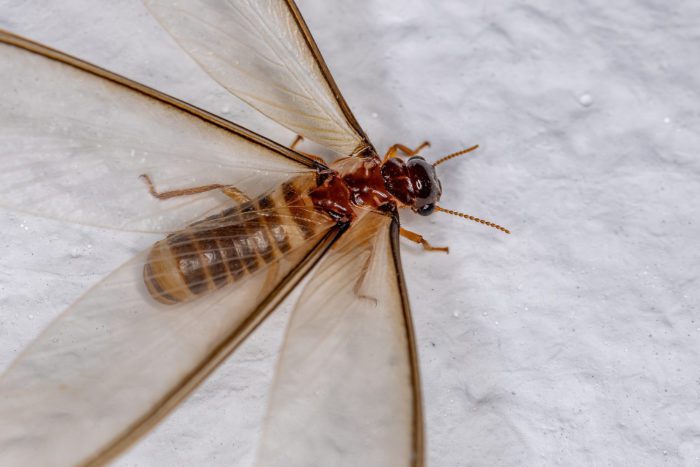 Wings of Termites