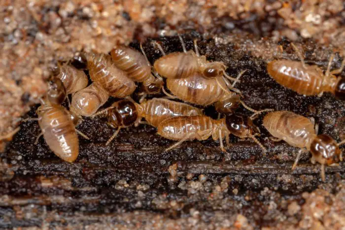 Termite Poop