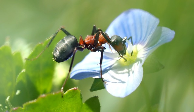 can a spider beat an ant