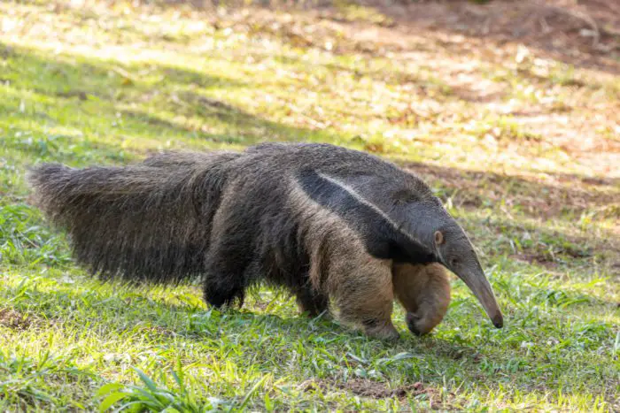 Anteater is a Natural Predator of Termites