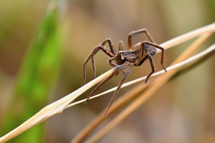 what type of eyesight do spiders have