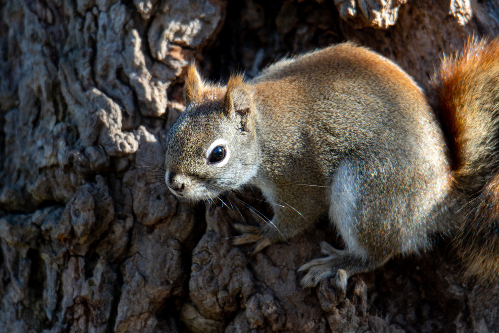 Squirrels in the USA: The Different Types